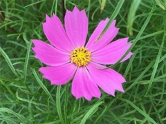 漫画《吸血鬼马上死》TV动画片化确定,综合