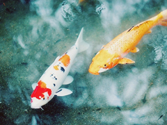 TV动画片《Fate/Grand Order -绝对魔兽战线 巴比伦尼亚-》第1弹CM公开，10月5日播出,综合