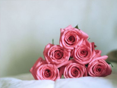 漫画《文豪野犬汪！》宣布TV动画片化决定,综合